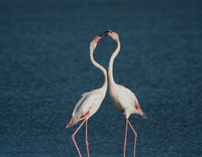 Flamingo/Greater Flamingo Camargue 25 maart 2008