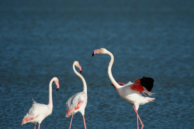 Flamingo/Greater Flamingo Camargue 25 maart 2008