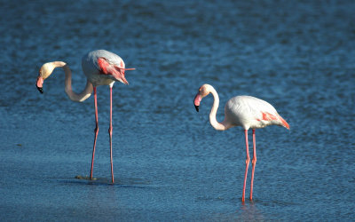 Flamingo/Greater Flamingo Camargue 25 maart 2008