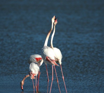 Flamingo/Greater Flamingo Camargue 25 maart 2008