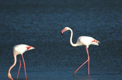 Flamingo/Greater Flamingo Camargue 25 maart 2008