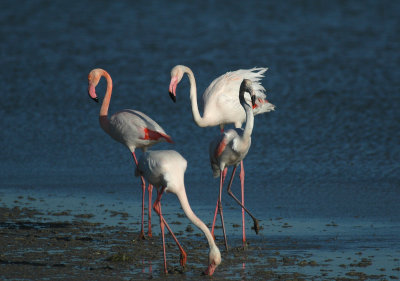 Flamingo/Greater Flamingo Camargue 25 maart 2008