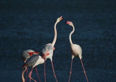Flamingo/Greater Flamingo Camargue 25 maart 2008