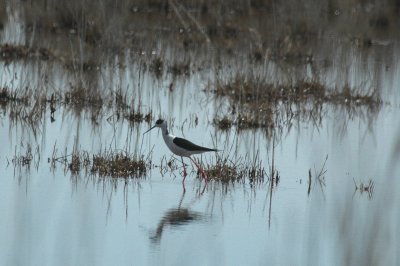 Steltkluut/Black-winged Stilt Camargue 27 maart 2008