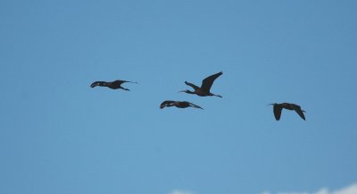 Zwarte Ibis/Glossy Ibis Camargue 27 maart 2008