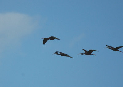 Zwarte Ibis/Glossy Ibis Camargue 27 maart 2008