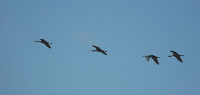 Zwarte Ibis/Glossy Ibis Camargue 27 maart 2008