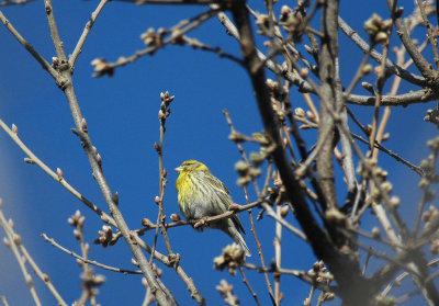 Europese Kanarie/European Serin Beauvoisin 25 maart 2008