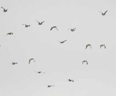Kleine Trap/Little Bustard Beauvoisin 31 maart 2008