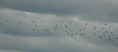 Kleine Trap/Little Bustard Beauvoisin 31 maart 2008