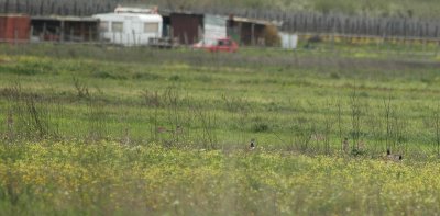 Kleine Trap/Little Bustard Beauvoisin 31 maart 2008