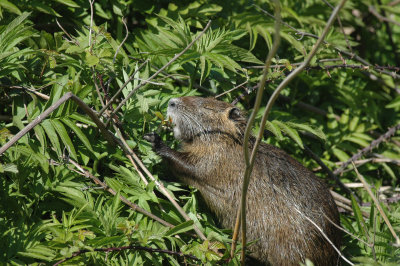 Beverrat/ Beaver rat France - Camargue 27 maart 2008