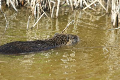 Beverrat/Beaver rat France - Camargue 27 maart 2008