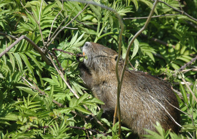 Beverrat/Beaver rat France Camargue 27 maart 2008