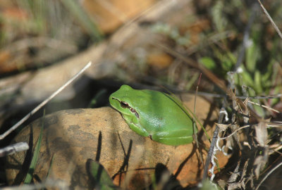 Boomkikker/European Treefrog - Frankrijk Camargue 25 maart 2008