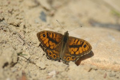 Argusvlinder/ Wall Brown Beauvoisin 24 maart 2008