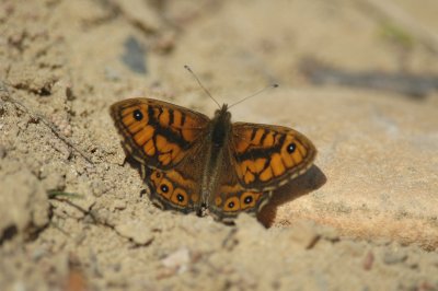 Argusvlinder/ Wall Brown Beauvoisin 24 maart 2008