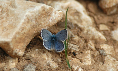 Klein Tijmblauwtje Provence maart 2