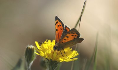 Kleine Vuurvlinder - Small Copper Provence maart 2008