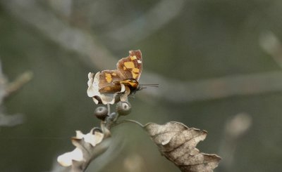 Snuitvlinder Provence maart 2008