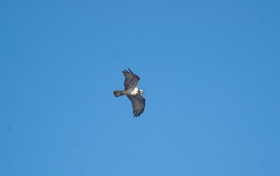 Visarend/Osprey Kalmthoutse Hei 17 april 2008