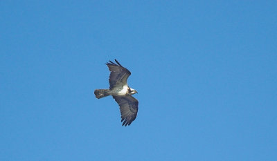 Visarend/Osprey Kalmthoutse Hei 17 april 2008