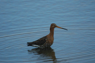 Grutto/Black - tailed Godwit Uitkerke 1 mei 2008