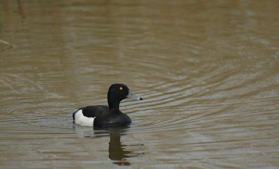 Kuifeend/Tufted Duck Uitkerke 1 mei 2008