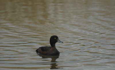 Kuifeend/Tufted Duck Uitkerke 1 mei 2008