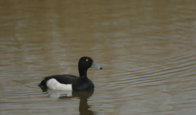 Kuifeend/Tufted Duck Uitkerke 1 mei 2008