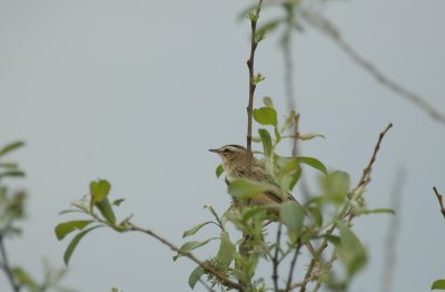 Rietzanger/Sedge Warbler Zundert 2 mei 2008