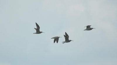 Regenwulp/Whimbrel Zundert 2 mei 2008