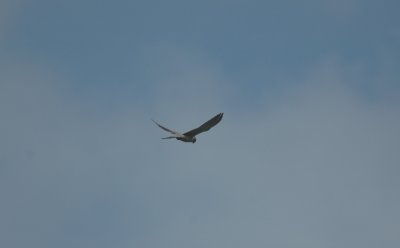 Torenvalk/Kestrel Uitkerke 3 mei 2008
