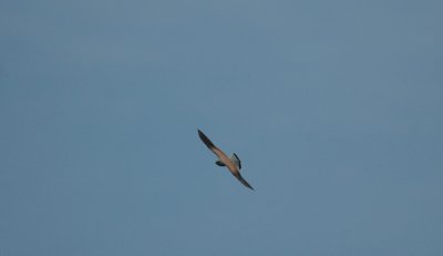 Torenvalk/Kestrel Uitkerke 3 mei 2008