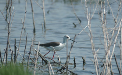 Steltkluut/Black - winged Stilt Uitkerke 3 mei 2008