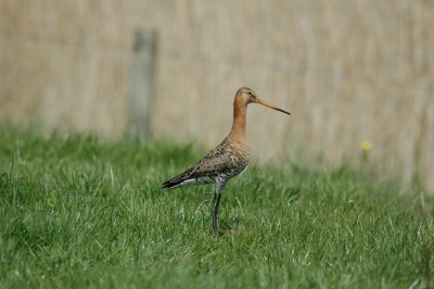 Grutto/Black - tailed Godwit Uitkerke 3 mei 2008