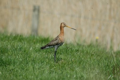 Grutto/Black - Tailed Godwit Uitkerke 3 mei 2008