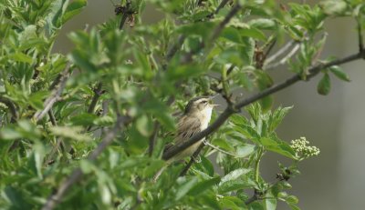 Rietzanger/Sedge Warbler Uitkerke 3 mei 2008