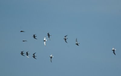 Zwarte Stern/Black Tern Kalmthout 5 mei 2008