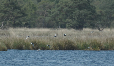 Zwarte Stern/Black Tern Kalmthout 5 mei 2008