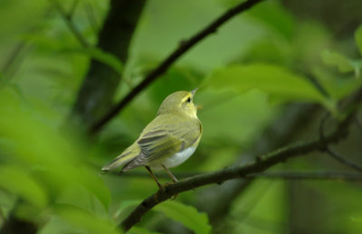 Fluiter/Wood Warbler Kalmthout 6 mei 2008