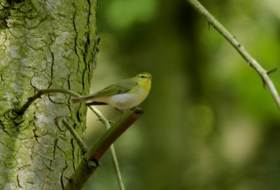 Fluiter/Wood Warbler Kalmthout 6 mei 2008