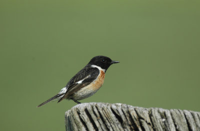 Roodborsttapuit/Stonechat Kalmthout 7 mei 2008