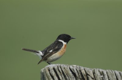 Roodborsttapuit/Stonechat Kalmthout 7 mei 2008