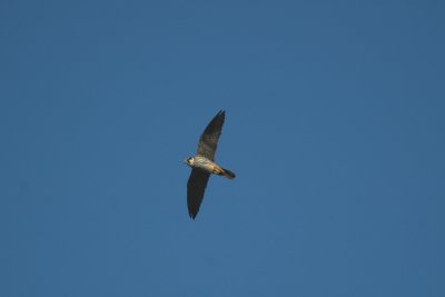 g3/57/825957/3/96807633.XpkP0BcU.jpg