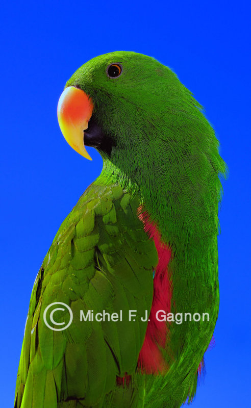 Shrek - the red-sided eclectus parrot
