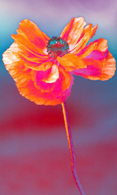 Coquelicot Coquin - Holy Popping Poppy