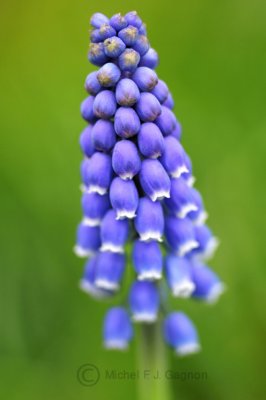 Muscari armeniacum