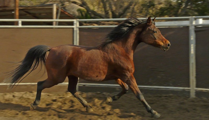 At Liberty - The Medium Trot