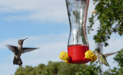 2 Hummingbirds at feeder